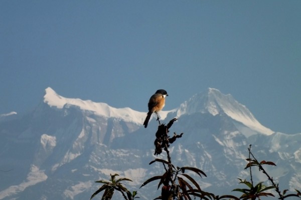 himalaya birding tours